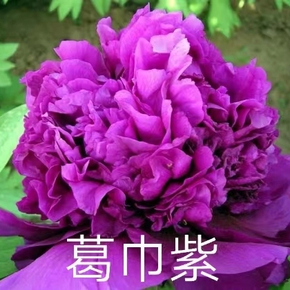 Ge Jin Zi Chinese Purple Peony 2-4 Branches