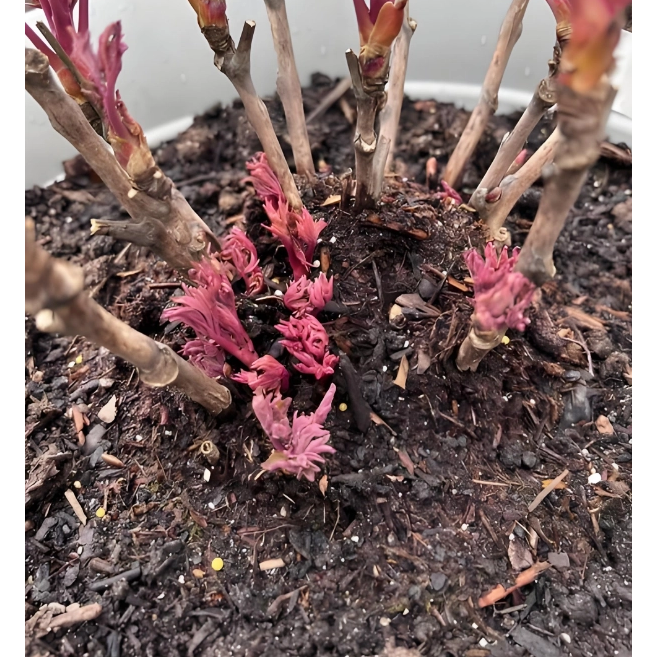 What Is Tree Peony Foot Bud？