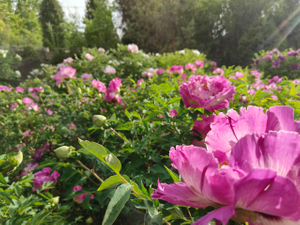 Mudan Courtyard Planting Medium Level Package