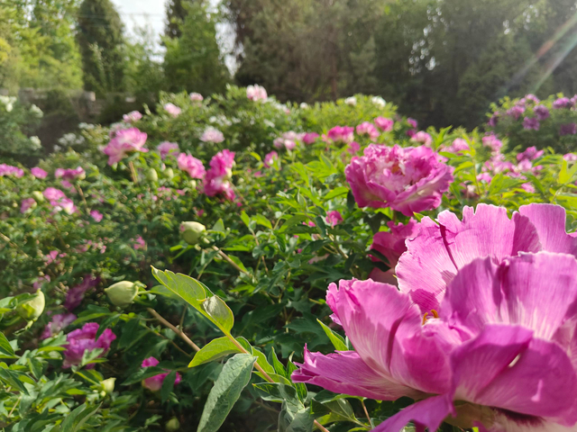 Mudan Courtyard Planting Medium Level Package
