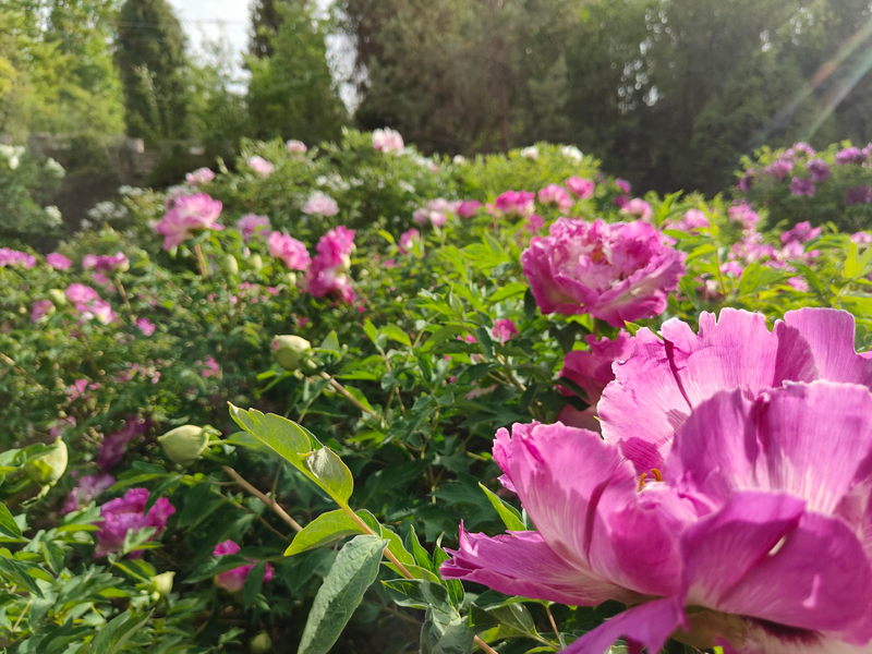 Mudan Courtyard Planting Medium Level Package