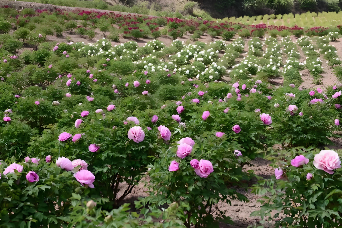 Pink Tree Peony