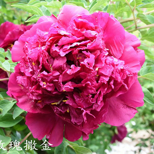 Mei Gui Sa Jin Red Precious Garden Tree Peony Root