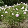 Fen Xi Shi, a Pink Chinese Tree Peony Variety Seedling