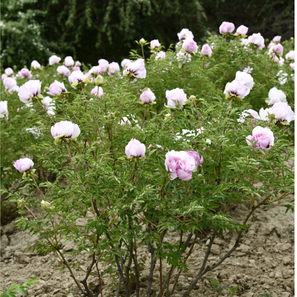 Fen Xi Shi, a Pink Chinese Tree Peony Variety Seedling
