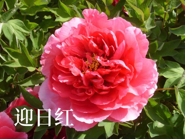 Ying Ri Hong Red Chinese Peony 2-4 Branches