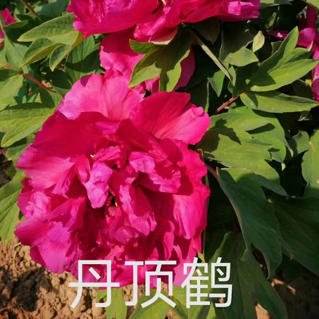 Dan Ding He Chinese Red Peony 2-4 Branches