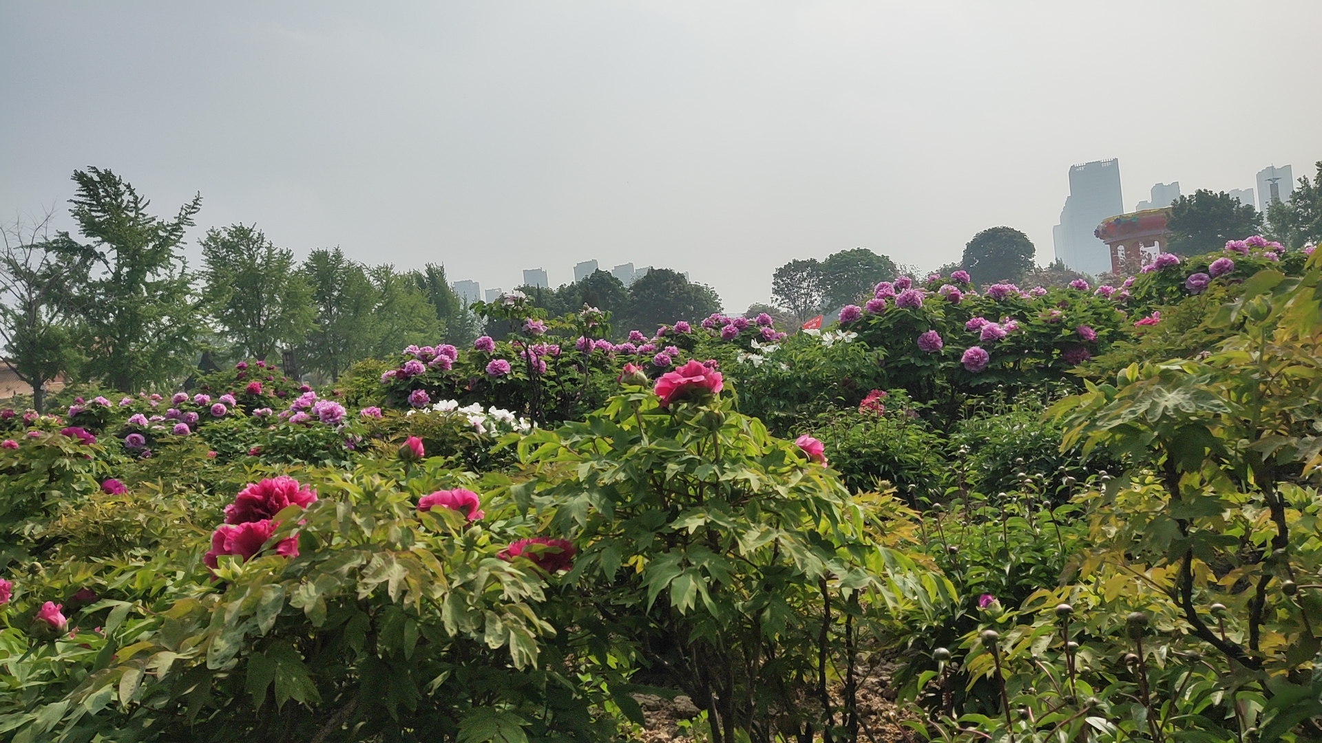 peony garden(1)