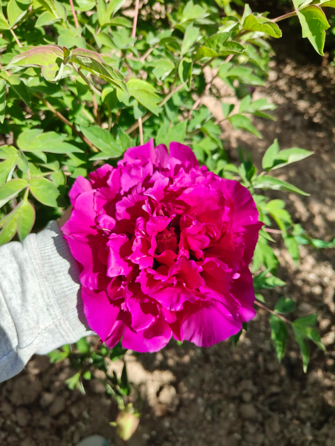 Peonies of Different Colors3