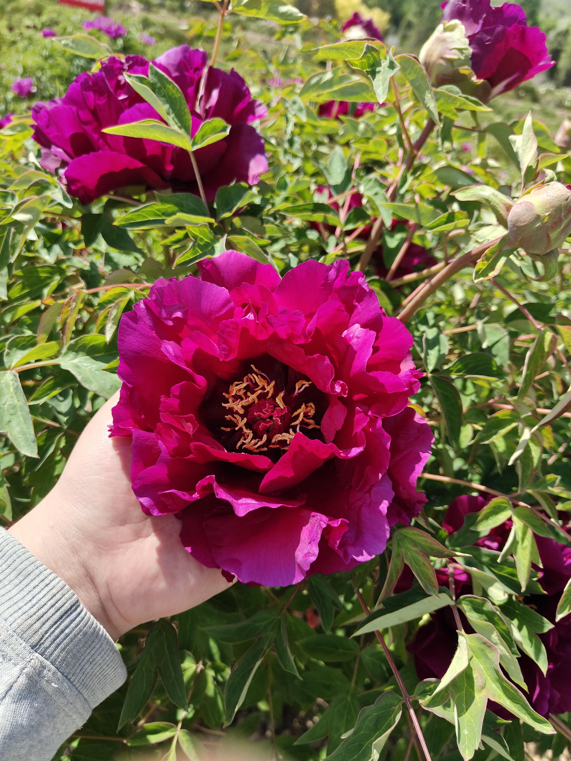 red tree peony