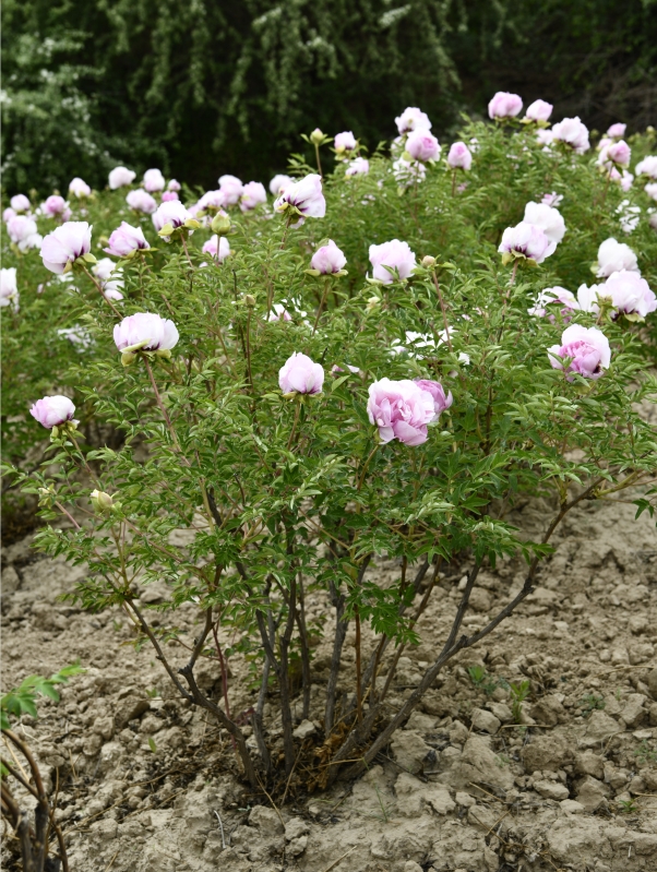 Pink Peonies