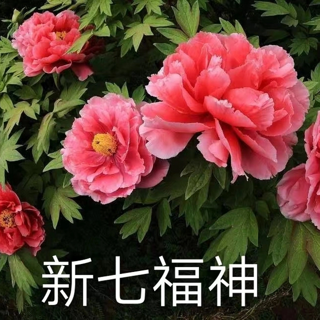 Xin Fu Shen 2-4 Branches Pink Peony Japanese Peony 