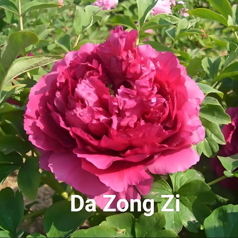 Da Zong Zi Chinese Peony 2-4 Branches