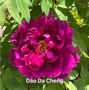 Dao Da Cheng Japanese Purple Peony 2-4 Branches