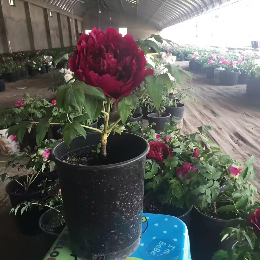 potted plant