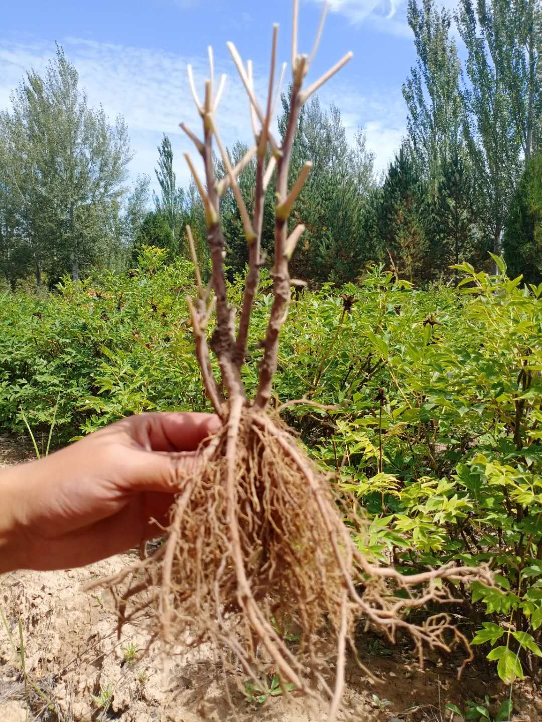 tree peony seed seedling