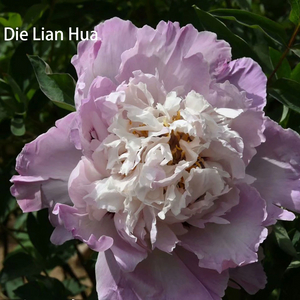 Die Lian Hua，20-45cm，Chinese Tree Peony