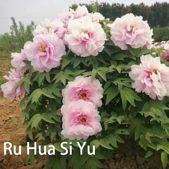 Ru Hua Si Yu Pink Peony Central Plains Peony white peony 2-4 branches