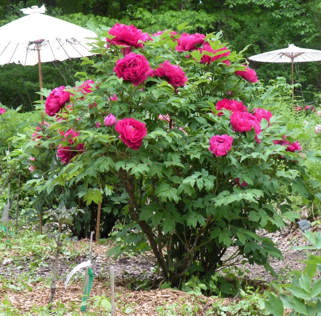 Chinese tree peony