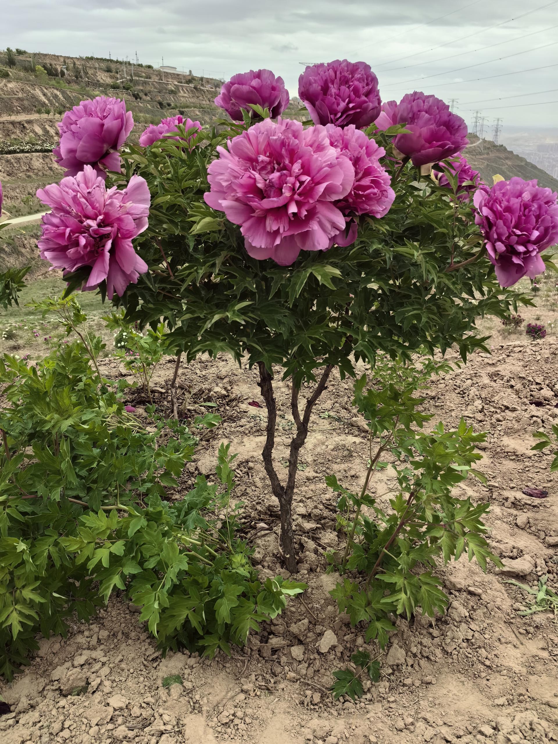 single-stem tree peony