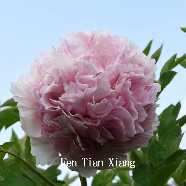 Fen Tian Xiang