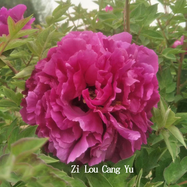 Zi Lou Cang Yu