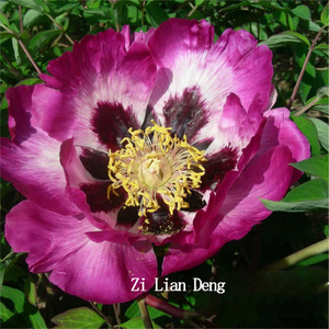 Zi Lian Deng Multi-Clour Graceful Garden Tree Peony