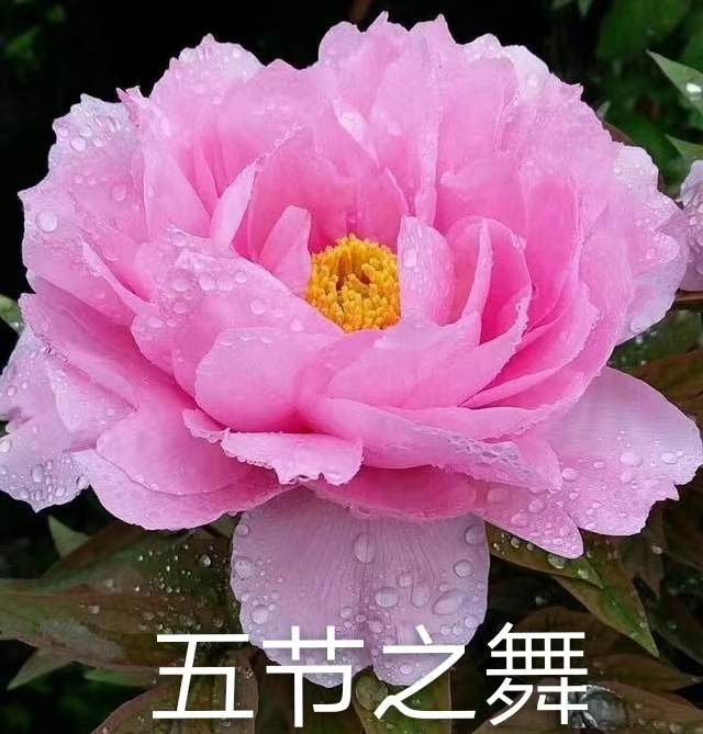 Wu Jie Zhi Wu 2-4 Branches Pink Peony Japanese Peony