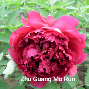 Zhu Guang Mo Run Chinese Peony 2-4 Branches