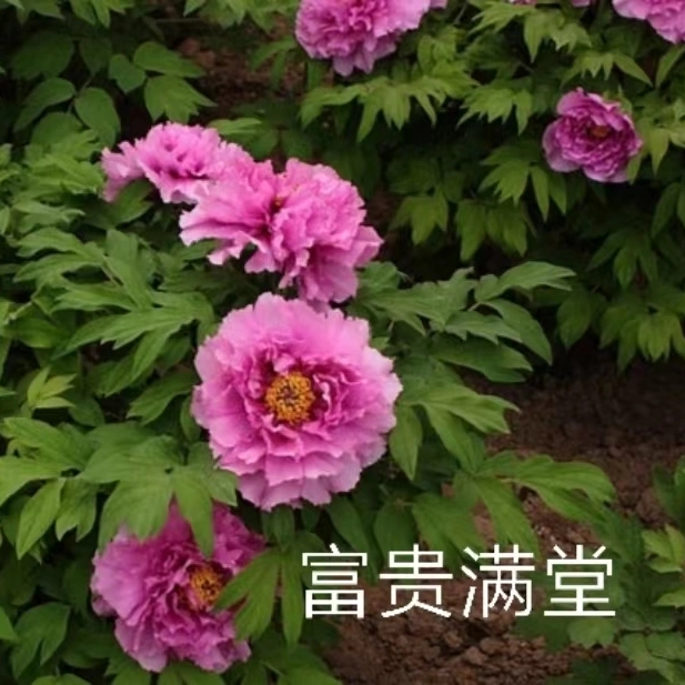 Fu Gui Man Tang Chinese Purple Peony 2-4 Branches