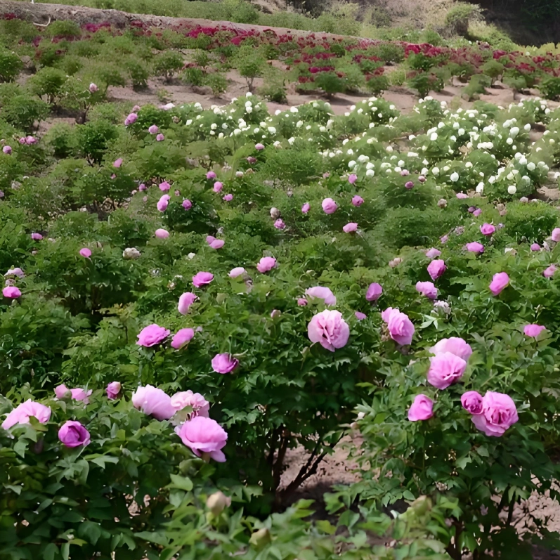  The Efficacy of Tree Peony