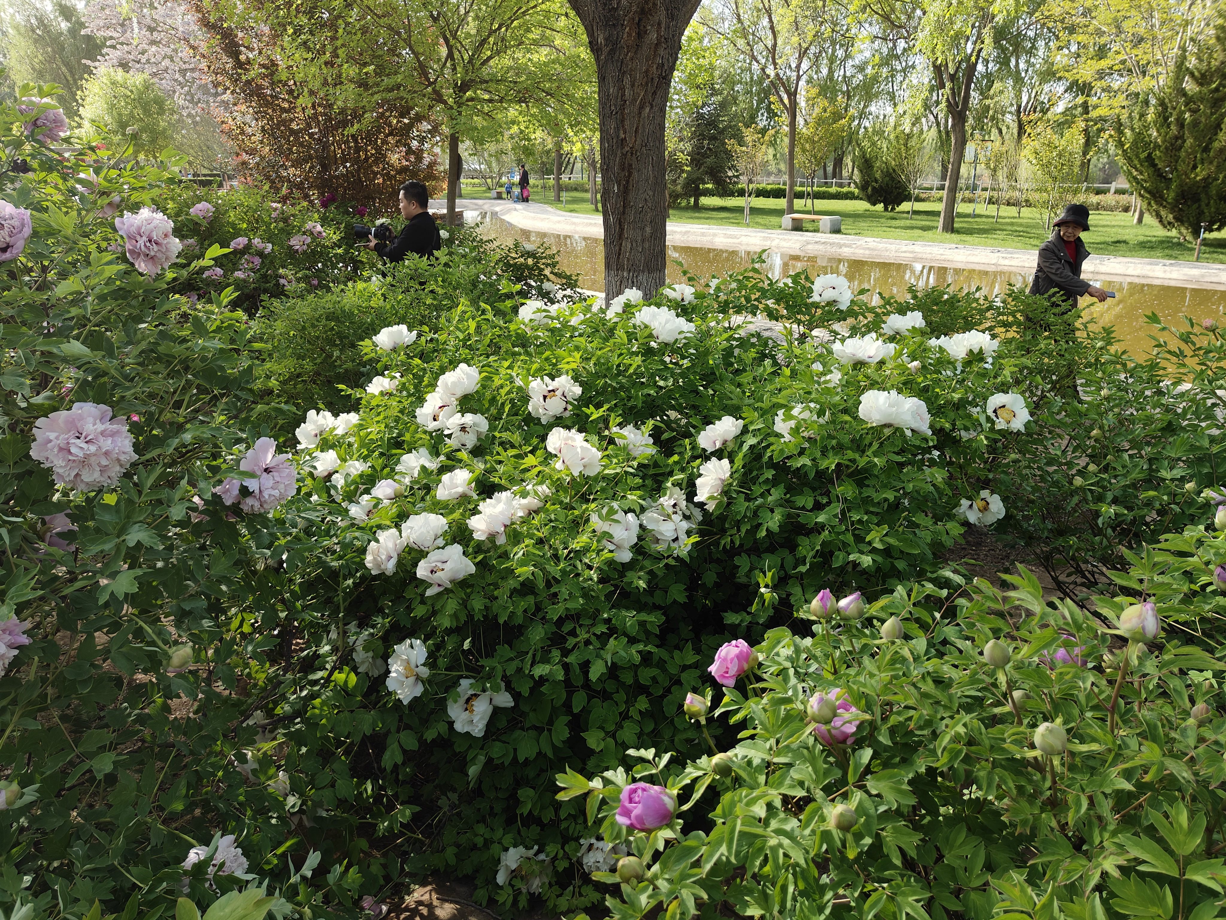 tree peony in park