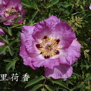 Shi Li He Xiang Multi-Clour Elegant Backyard Full Grown Tree Peony