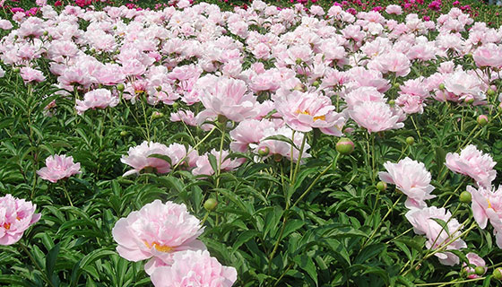 Chinese-Herbaceous-Peony-Planting-Base