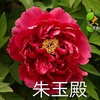 Zhu Yu Dian Chinese Red Peony 2-4 Branches