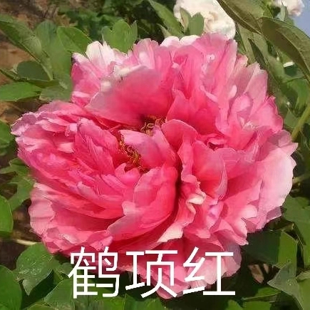 He Din Hong ChineseRed Peony 2-4 Branches