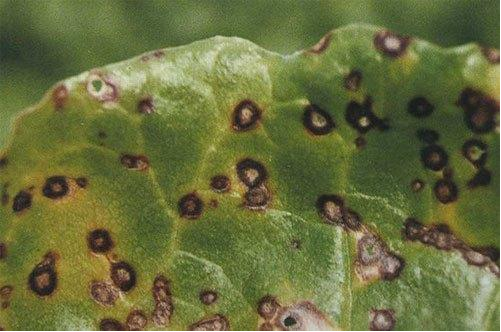 Common Diseases of Peonies - Brown Spot Disease