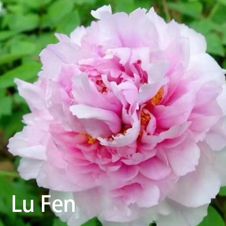 Lu Fen Chinese Pink Peony 2-4 Branches 20-45cm