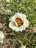 Peonies of Different Colors2