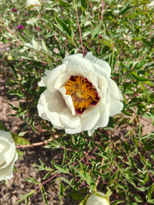 Peonies of Different Colors2