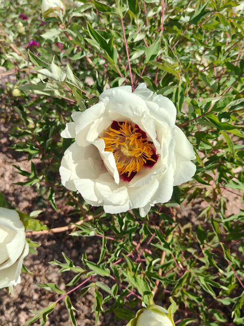 Peonies of Different Colors2