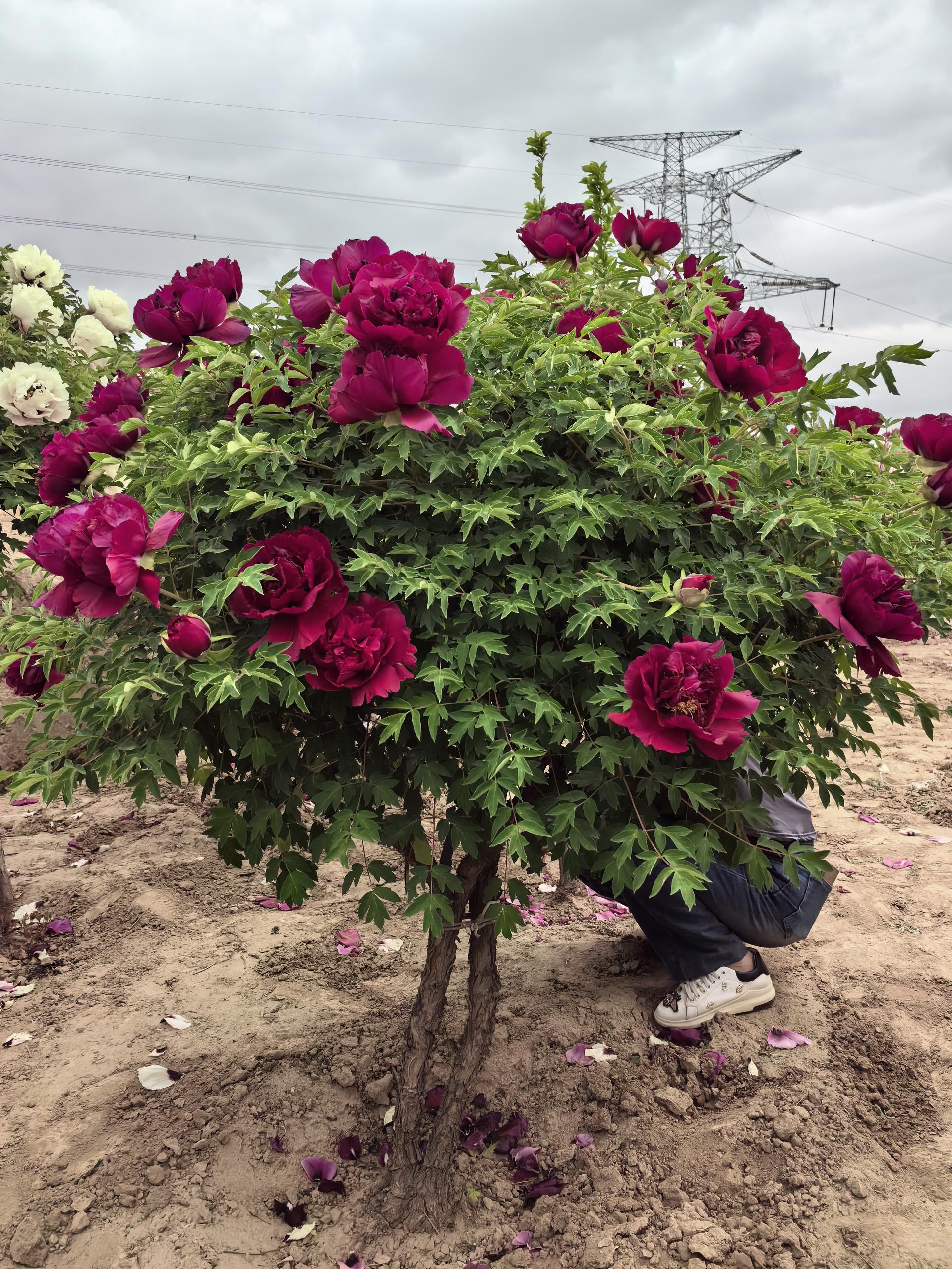 single-stem tree peony