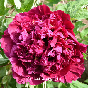 Zi Lou Xiang Jin Purple Delighful Balcony Tree Peony