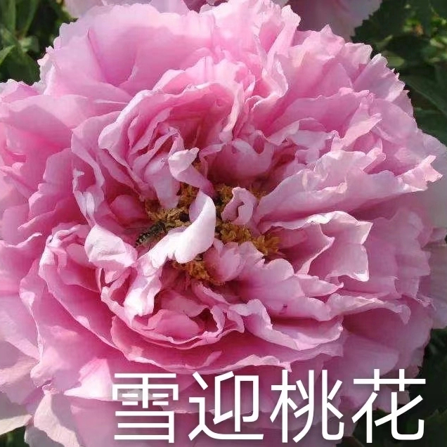 Xue Ying Tao Hua Pink Peony Central Plains Peony white peony 2-4 branches