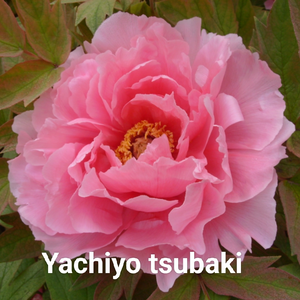 Yachiyo Tsubaki（Ba Qian Dai Chun）2-4 Branches Japanese Pink Peony