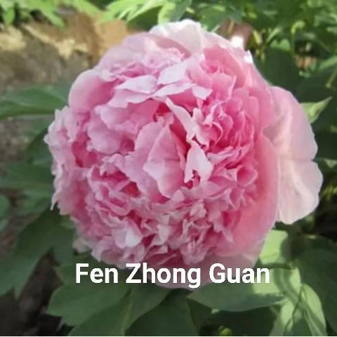 Fen Zhong Guan 2-4 Branches Chinese Pink Peony