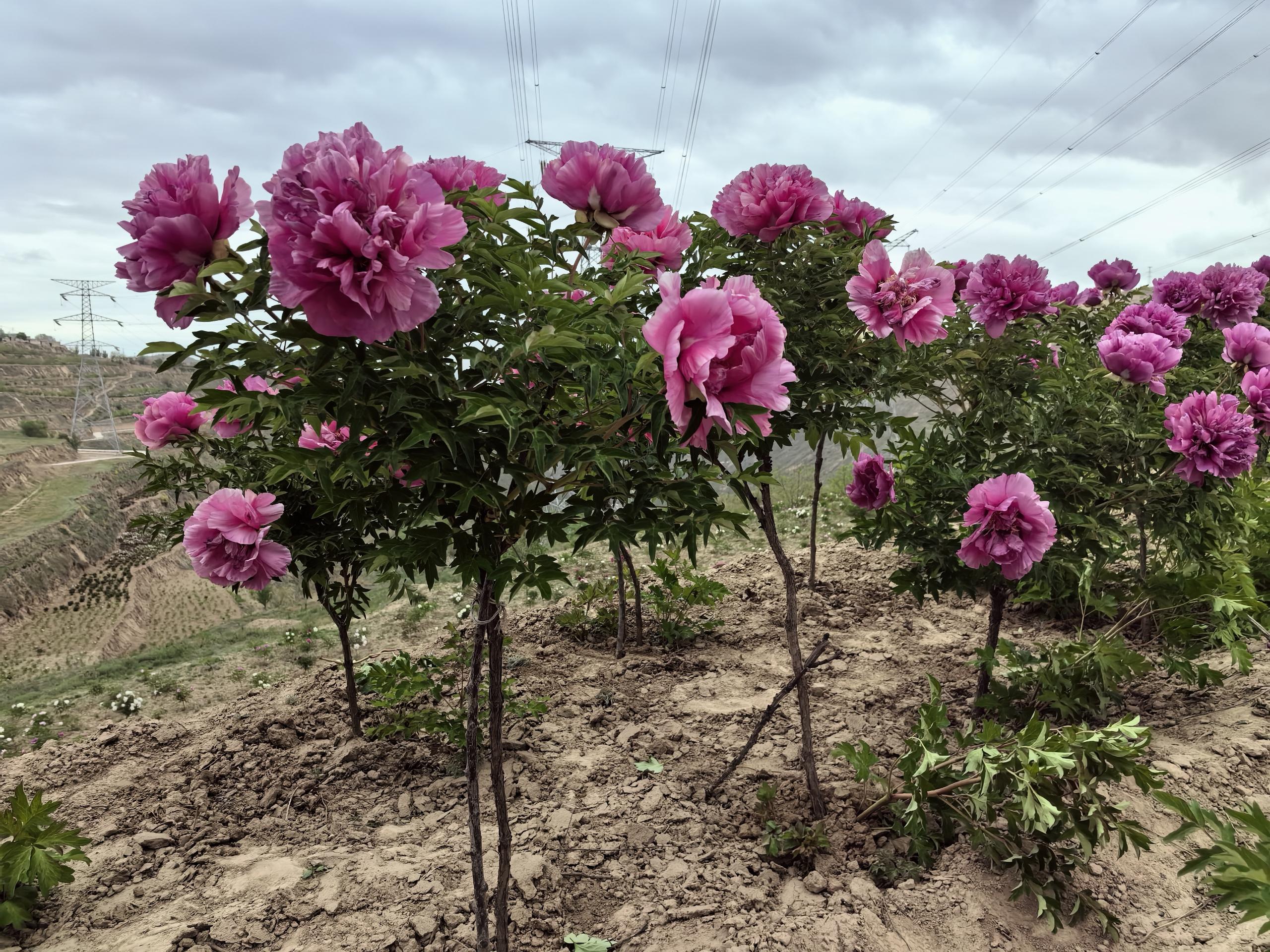 single stem tree peonies