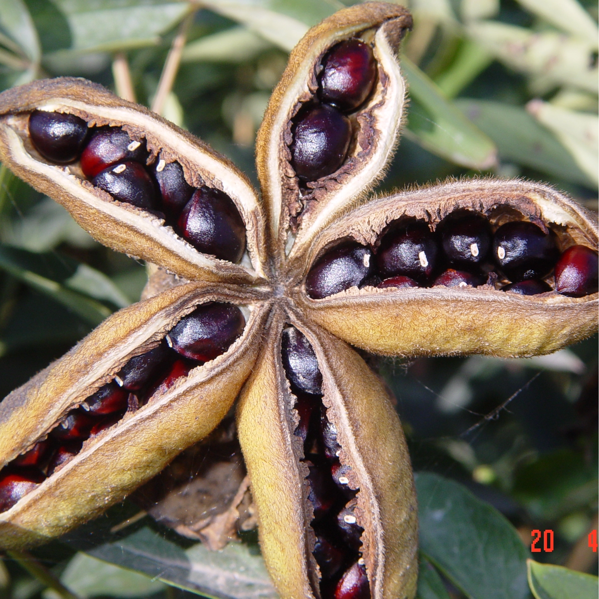 How To Choose Tree Peony Seeds?