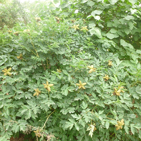 10 kg Organic Precious Zhongchuan Tree Peony Mixed Seeds