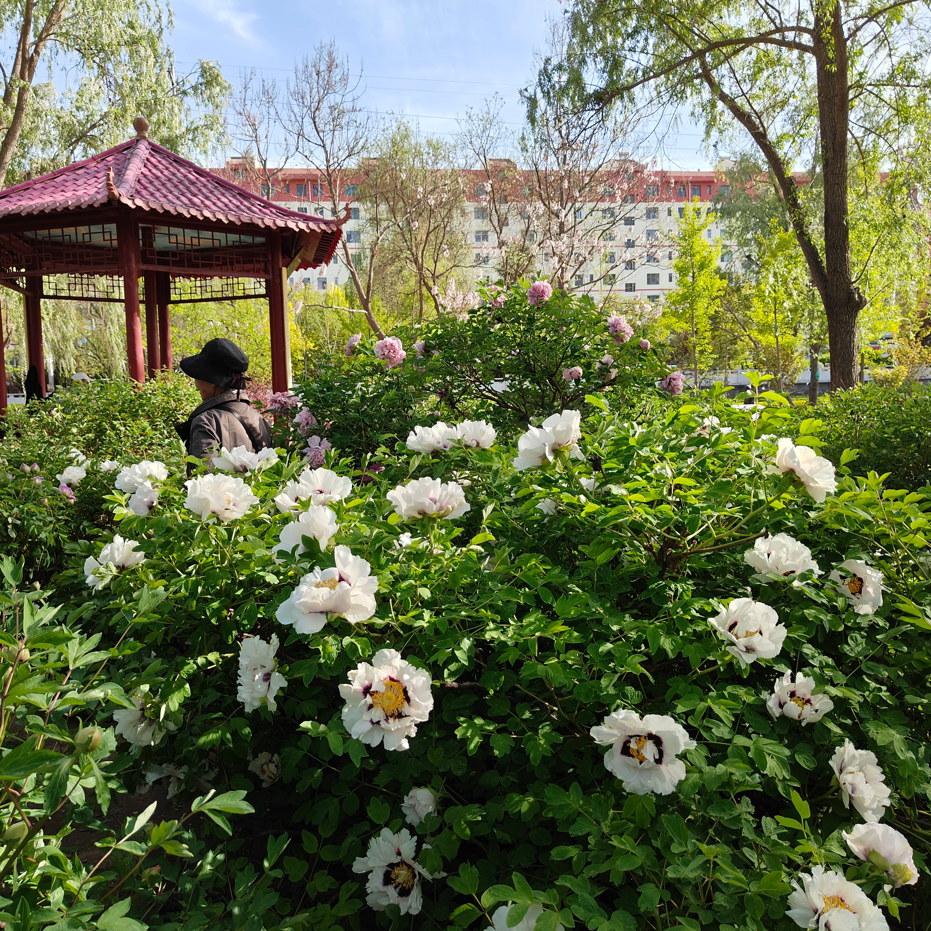 Why AreTree Peonies Suitable for Planting in Parks？